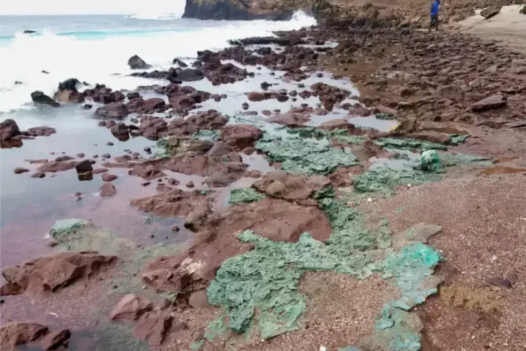 Rochas plásticas começam a se formar próximas a ninhos de ilha brasileira