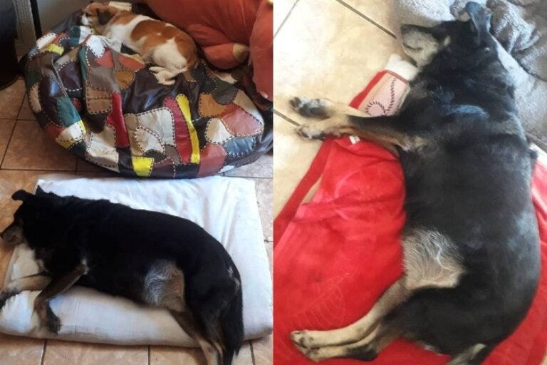 Cachorrinha levada em tentativa de sequestro retorna para casa após uma semana longe do tutor