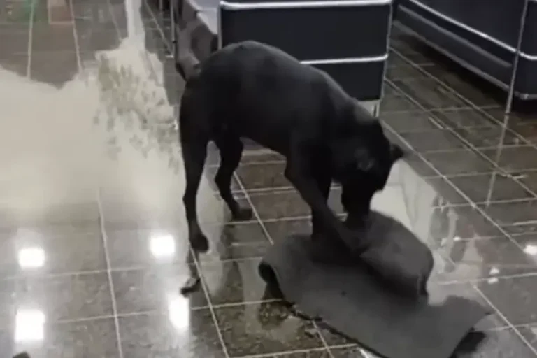 Cachorro viraliza após invadir comércios, escola e velório no Paraná; veja o vídeo