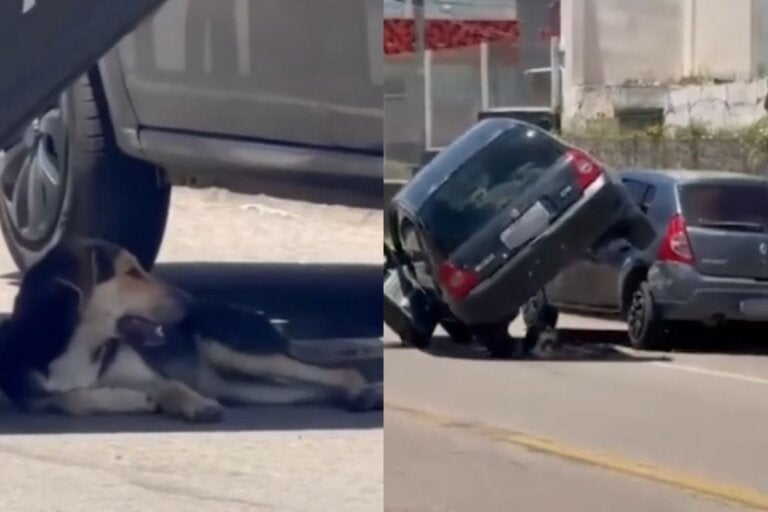 Cachorro descansa na sombra de carros que se envolveram em colisão no Paraná