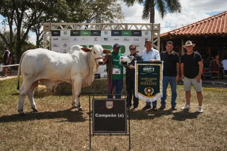 Com campeões de destaque, Expo Umuarama encerra julgamento de Nelore