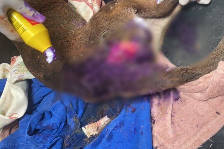 Cão vítima de maus-tratos é resgatado em Altônia e moradora acaba presa