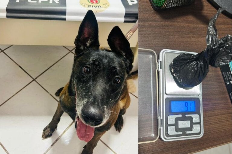 Com ajuda do cão Rock, homem é preso com cocaína e bloqueador de tornozeleira em Alto Piquiri