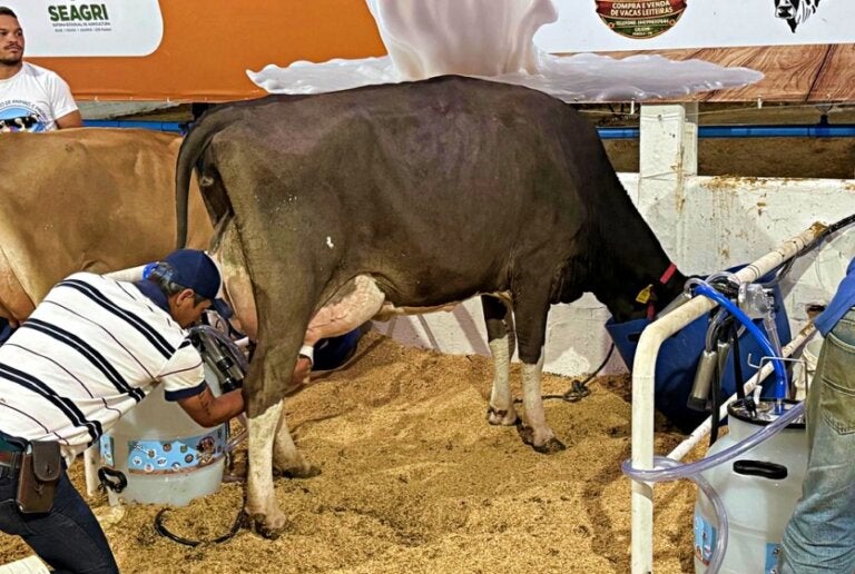 Dedicação e parceria garantem produção leiteira ativa em propriedade rural de Umuarama