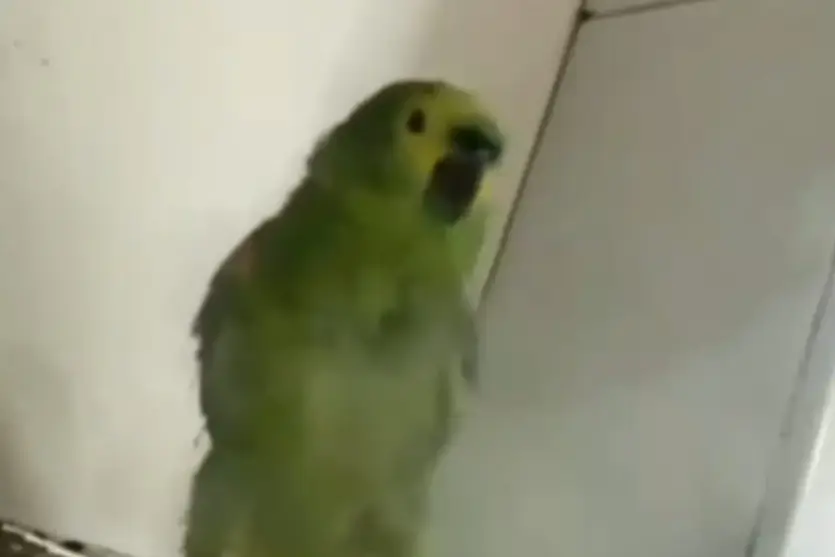 Vídeo de papagaio aspirando fumaça de maconha mobiliza PM e causa resgate da ave