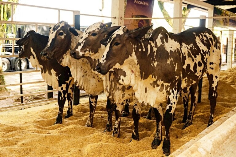 Expo Umuarama realiza primeiro julgamento de Nelore pintado do Paraná