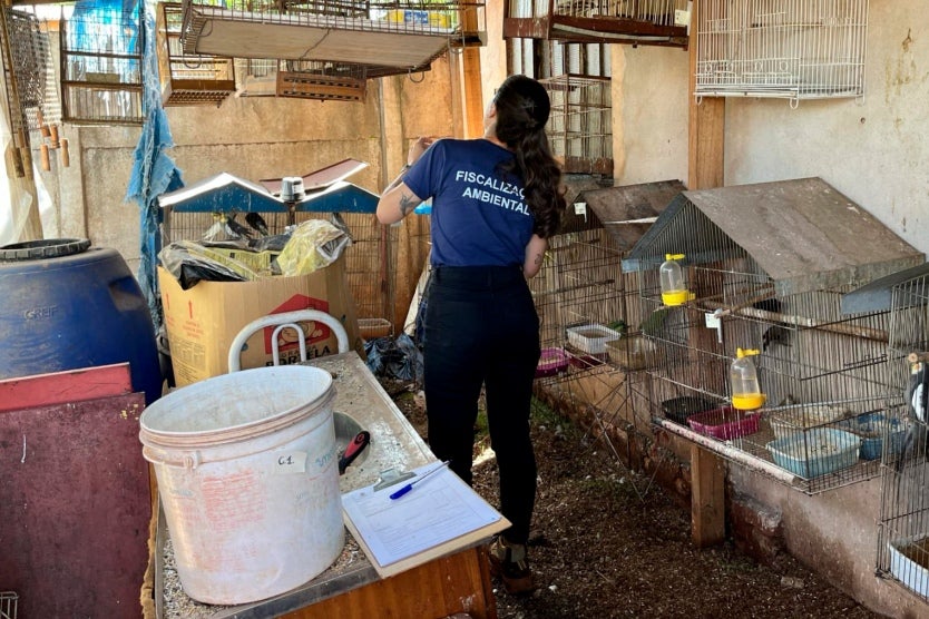 Operação resgata 42 aves silvestres mantidos em cativeiro irregular de Assis Chateaubriand