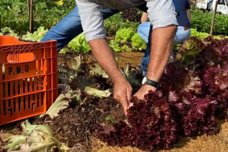Produção da Fazendinha da Expo Umuarama é doada ao Banco de Alimentos