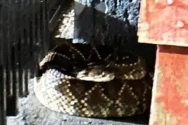 Moradores se assustam com cobra cascavel enorme no portão de casa; vídeo