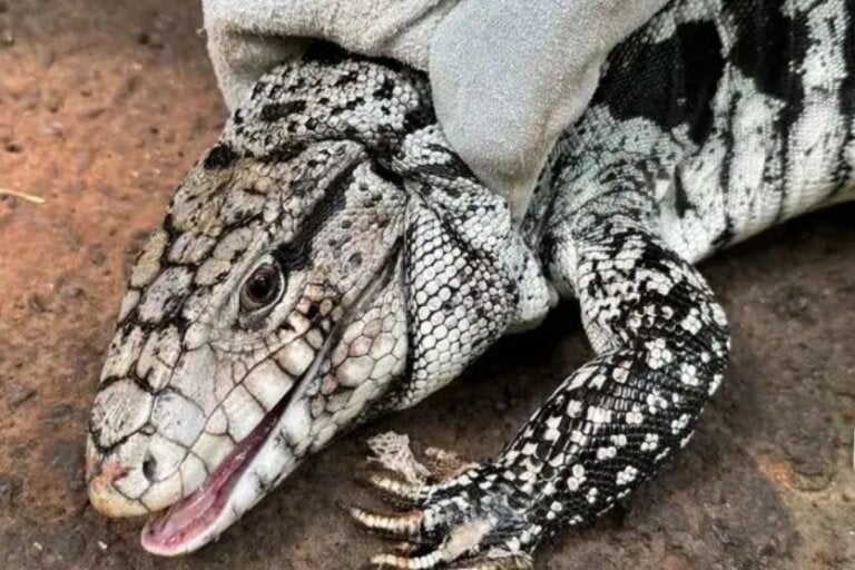 Após três meses fora, morador encontra lagarto vivendo tranquilamente em sua casa