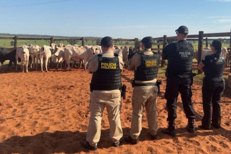 Polícia recupera mais de 20 cabeças de gado furtadas de propriedade rural de Icaraíma
