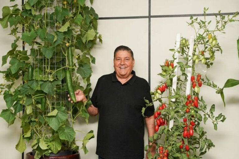 Frutos que encantam: sala de recepção vira vitrine viva na Expo Umuarama