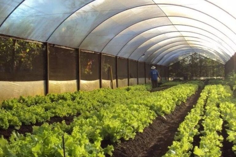 Morango e hortaliças em estufas: seminários da Expo Umuarama iniciam nesta terça
