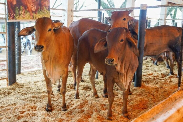 Raça Sindi estreia na Expo Umuarama e chama atenção pela qualidade genética