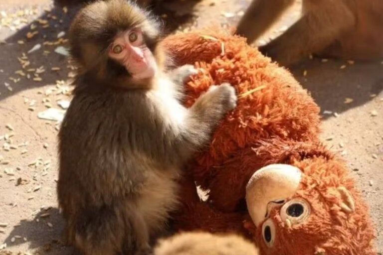 Macaco que viralizou ao abraçar pelúcia ganha companhia em zoológico; vídeo