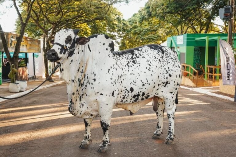 Touro Zap, o craque da Fazenda São Lourenço que virou atração na Expo Umuarama (Foto Assessoria SRU)