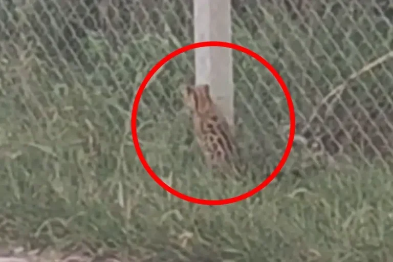 Filhote de jaguatirica é visto em rua de Cruzeiro do Oeste; veja o vídeo