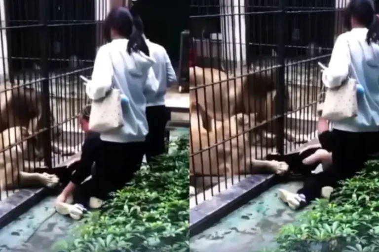 Pai resgata filha após ataque de leão em zoológico; veja o vídeo