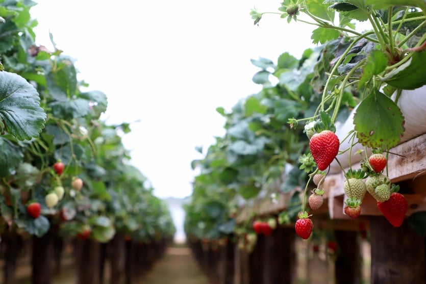 Com mercado em ascensão, cultivo de morango em estufas ganha seminário na Expo Umuarama