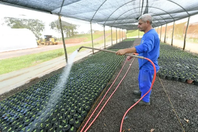 Umuarama recebe 20 mil mudas de flores para revitalizar praças e espaços públicos