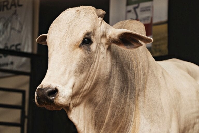 Com Nelore na pista, Expo Umuarama abre neste sábado calendário de leilões