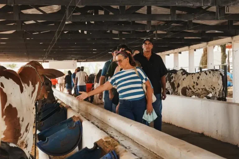 Nelore Pintado vira estrela da Expo Umuarama e do primeiro julgamento do Paraná