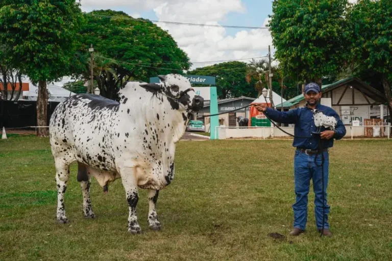 Nelore Pintado movimenta pista e consagra campeões na Expo Umuarama