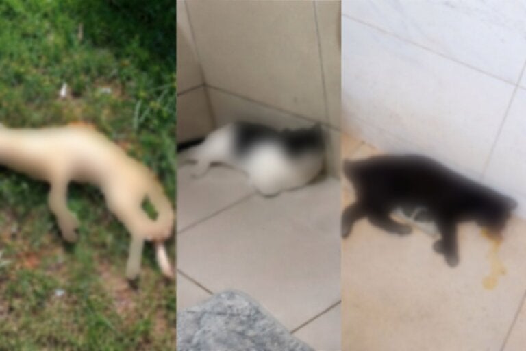 Umuarama: PM registra envenenamento de três gatos no Jardim Pimentel