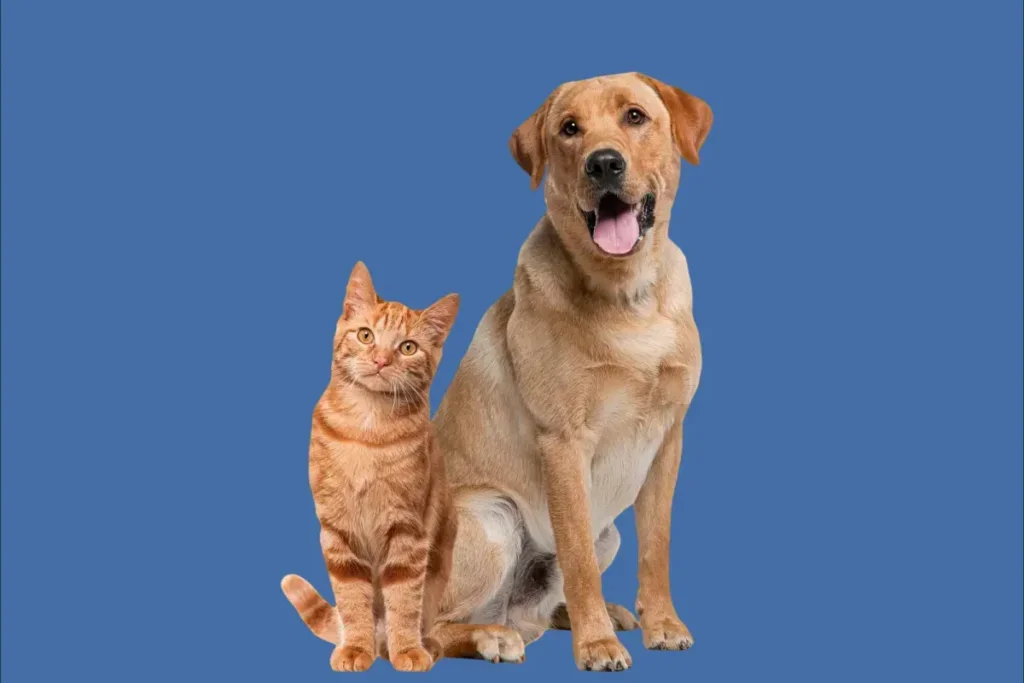 Programa Castrapet abre inscrições para esterilização de cães e gatos em Goioerê