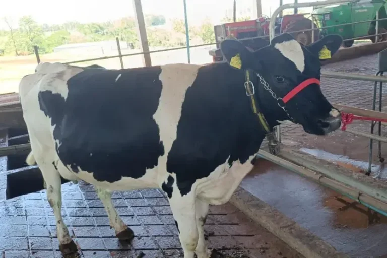 Produtores de Umuarama participarão do Torneio Leiteiro na Expo 2026