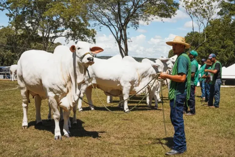 Juiz destaca trabalho dos tratadores nos julgamentos da Expo Umuarama