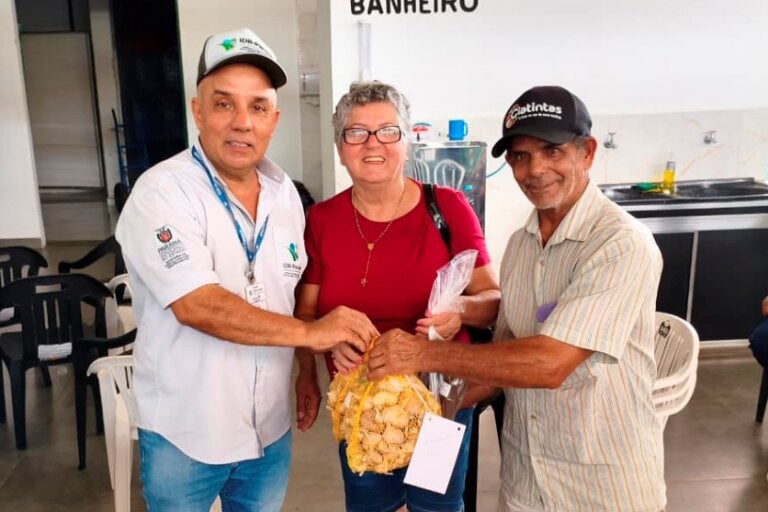 Produção de alho volta a crescer e fortalece agricultura familiar em Umuarama