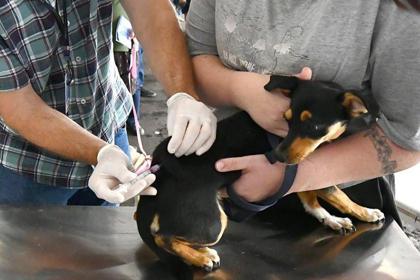 Prefeitura entrega 300 vacinas contra a raiva para cães abrigados pela Saau
