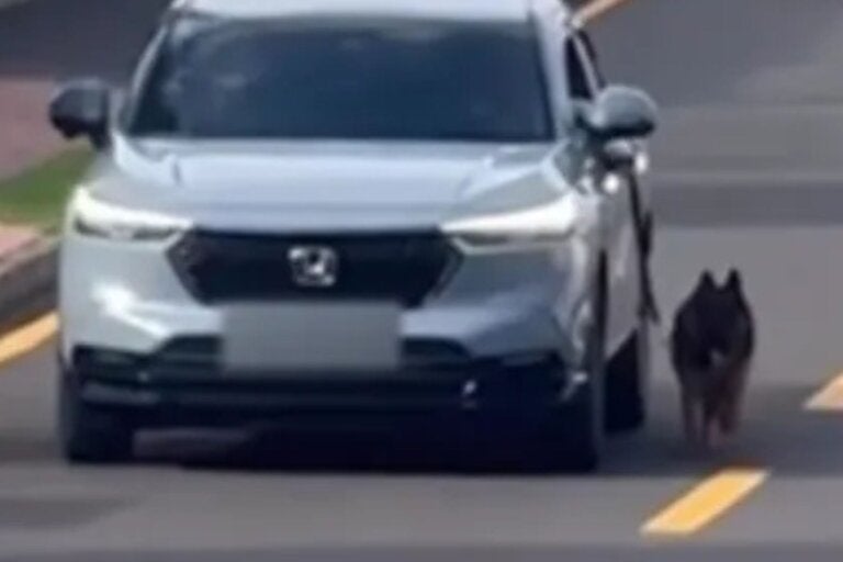 Motorista é denunciado por arrastar cachorro preso a carro; vídeo
