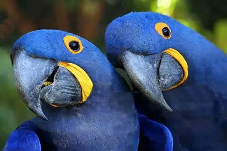 Belos tempos quando as araras-azuis coloriam nossos bosques…