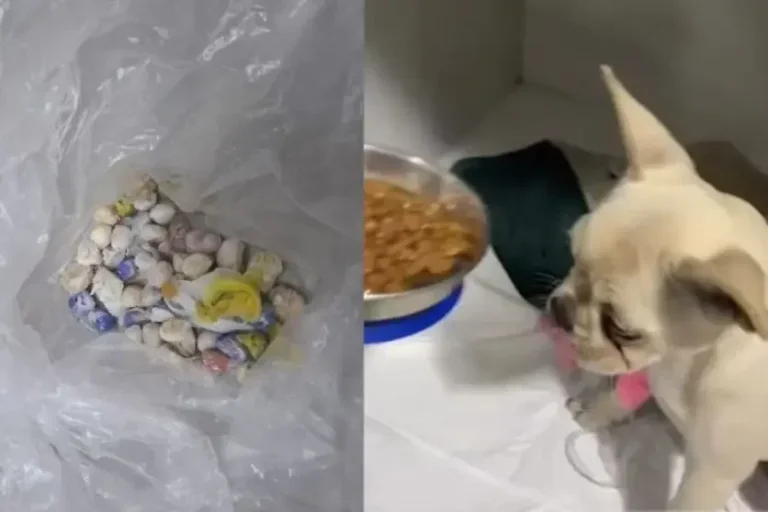 Cachorro passa por cirurgia após engolir 48 pedras de crack; tutora é presa