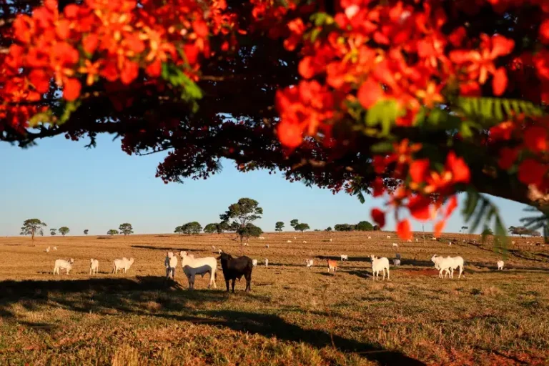 Adapar inicia campanha obrigatória de atualização de rebanhos no Paraná