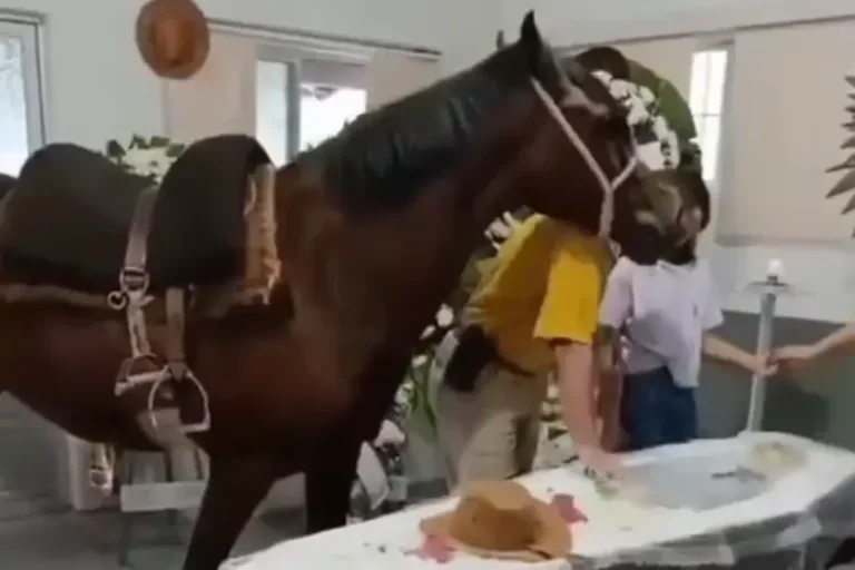 Égua relincha ao reconhecer dono morto em velório e emociona em SC; com vídeo