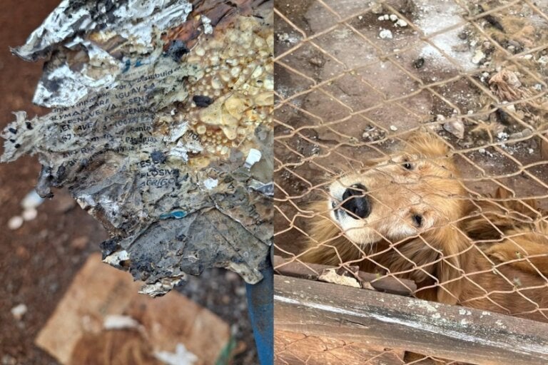 Operação flagra descarte irregular de agrotóxicos e maus-tratos a animais em Quarto Centenário