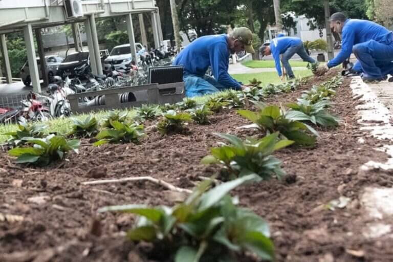 Umuarama intensifica paisagismo com novas flores para aniversário de 71 anos