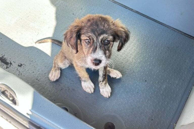Idosa é encaminhada à delegacia por suspeita de abandono de animal em Umuarama; vídeo