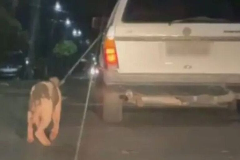 Motorista é preso após arrastar cachorro e causar a morte do animal; com vídeo