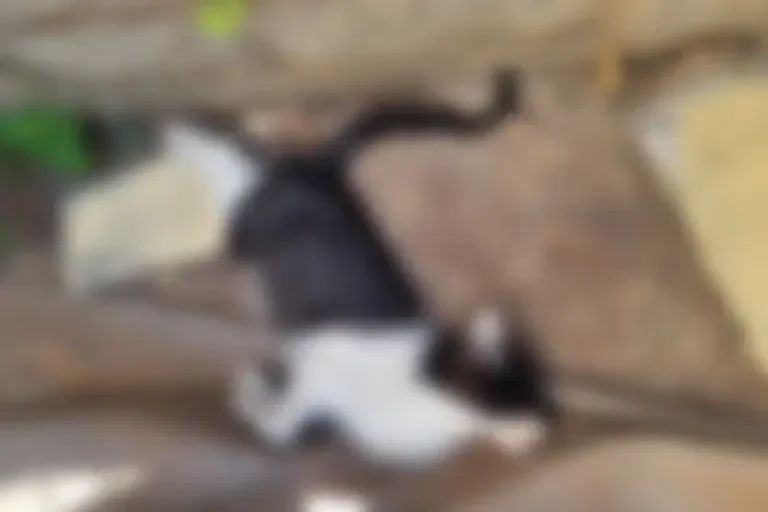 Moradores denunciam maus-tratos a gatos no Parque Cidade Jardim