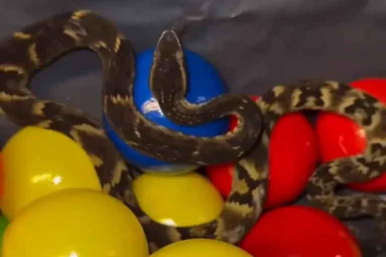 Jararaca é encontrada em piscina de bolinhas em restaurante; veja o vídeo