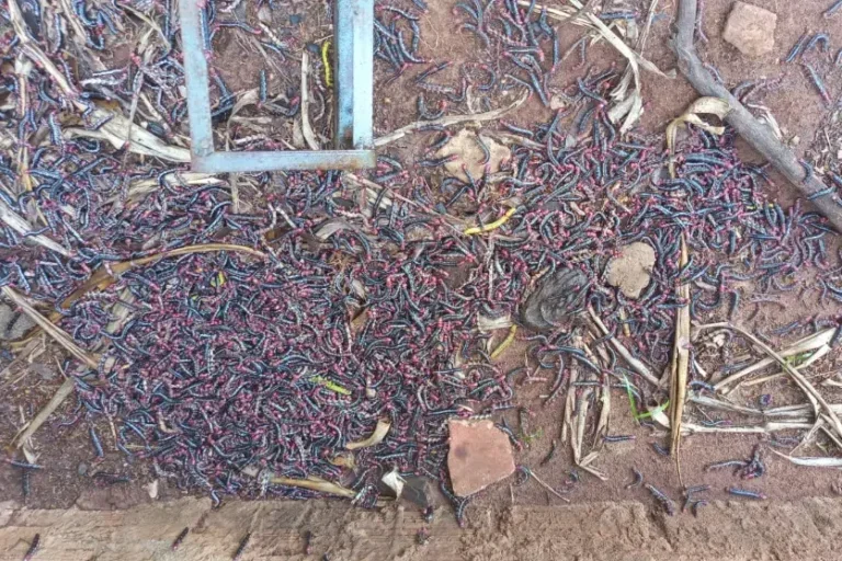 Milhares de lagartas invadem casas e assustam moradores no distrito de Carbonera; veja o vídeo