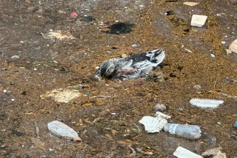 Morador se assusta com mau cheiro e animais mortos no Lago Aratimbó