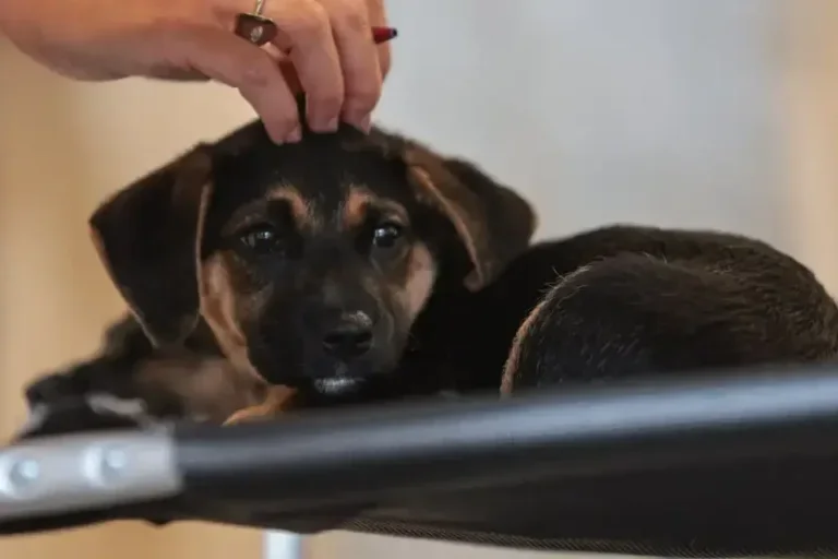 Nova lei define guarda compartilhada de pets em caso de separação do casal; confira