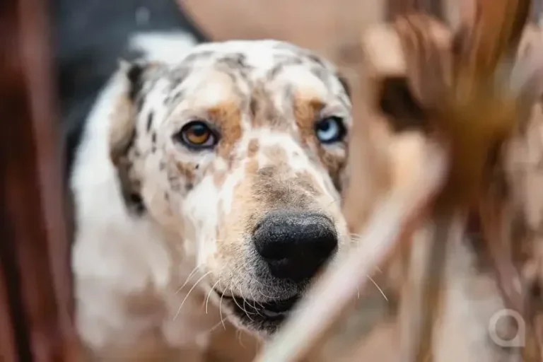 Vereadores aprovam abertura de crédito de R$ 535 mil para construção de dois canis da Saau