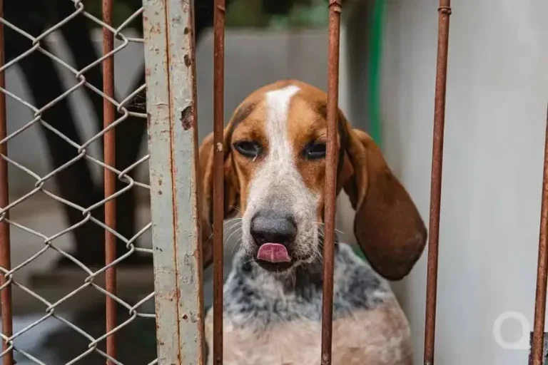 Umuarama terá vacinação gratuita contra raiva para cães no próximo dia 9
