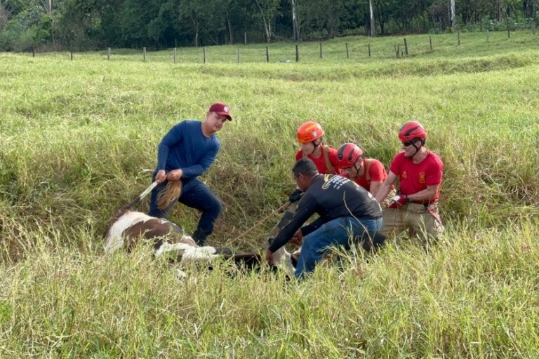 Bombeiros resgatam vaca presa em buraco no Jardim Império do Sol, em Umuarama